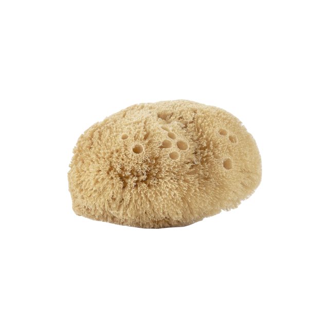 ÉPONGE NATURELLE CORPS